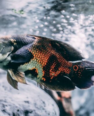 Dlaczego warto zajmować się akwarystyką? akwarystyka