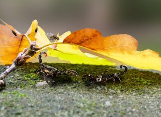 Czy skorpiony w Chorwacji są groźne? Czy skorpiony w Chorwacji są groźne?