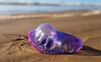 Czy portugalski jest przydatny?