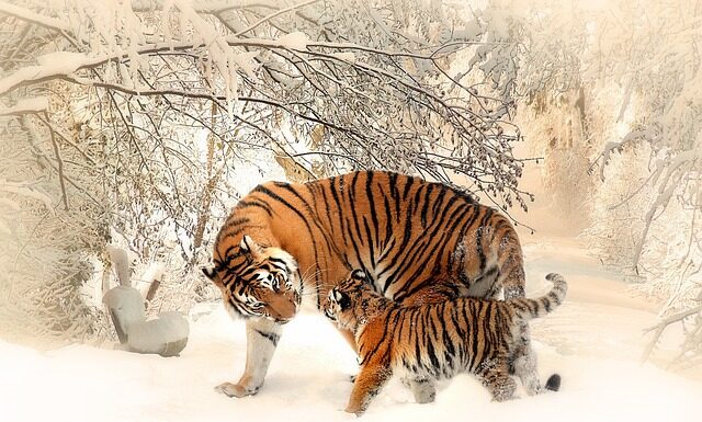 Gdzie są białe tygrysy?