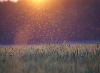 Czy są komary w Portugalii?