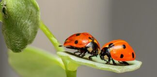 Gdzie nie ma Biedronki?