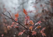 Czy ruskie lubią Polaków?