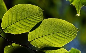 Gdzie zimą na wakacje za granicę?