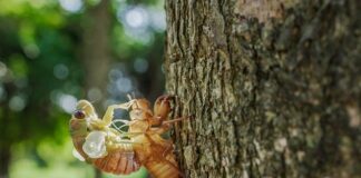 Czego nie lubią cykady?