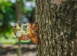 Czego nie lubią cykady?