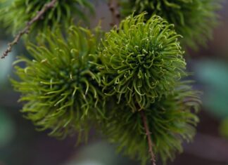 Czy Rambutan to liczi?