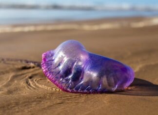 Czy portugalski jest łatwy?