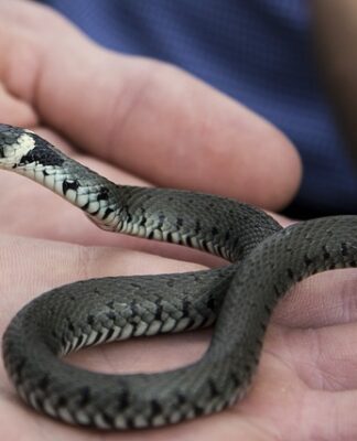 Czy da się oswoić tygrysa?