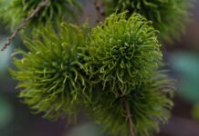Czy rambutan jest zdrowy?