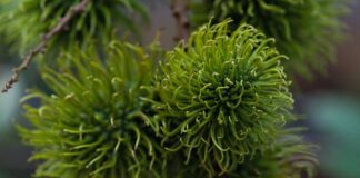 Czy rambutan jest zdrowy?