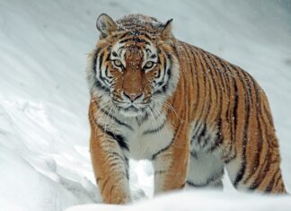 Jaki jest największy tygrys na świecie?