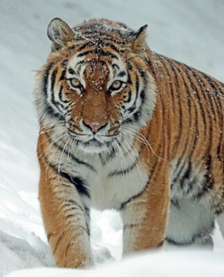 Jaki jest największy tygrys na świecie?
