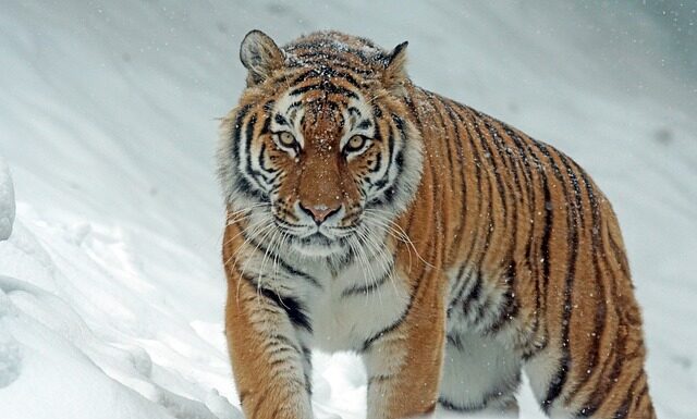 Jaki jest największy tygrys na świecie? Jaki jest największy tygrys na świecie?