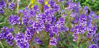 Czy Hebe to polski sklep?