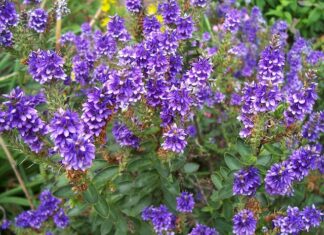 Czy Hebe to polski sklep? Czy Hebe to polski sklep?