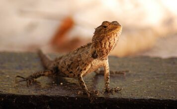 Co gryzie na Malediwach?