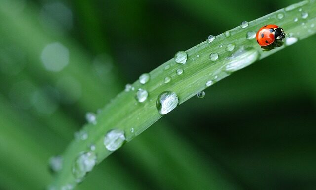 Jak nazywa się Biedronka w Hiszpanii?