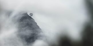 Gdzie można zobaczyć białe lwy?