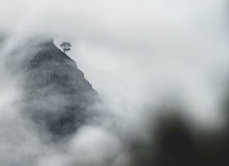 Gdzie można zobaczyć białe lwy? Gdzie można zobaczyć białe lwy?