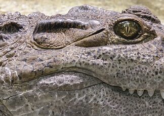 Czy krokodyle żyją w Tajlandii? Czy krokodyle żyją w Tajlandii?