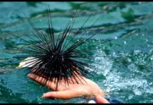 Co jest w środku jeżowca?