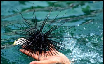 Co jest w środku jeżowca? Co jest w środku jeżowca?