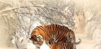 Czy na terenie Polski żyły tygrysy?