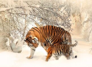 Czy na terenie Polski żyły tygrysy? Czy na terenie Polski żyły tygrysy?