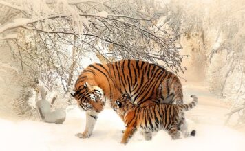 Czy na terenie Polski żyły tygrysy?