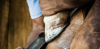 Co kupić w Pingo Doce?