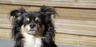 Kto jest prawdziwym królem zwierząt?