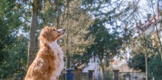 Co to jest Burek z serem?