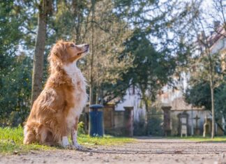 Co to jest Burek z serem? Co to jest Burek z serem?