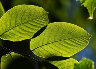 Gdzie zimą na wakacje bez paszportu?