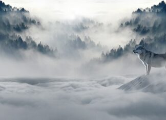 W jakim kraju jest cały czas zimą?