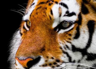 Czy w Polsce można kupić tygrysa?