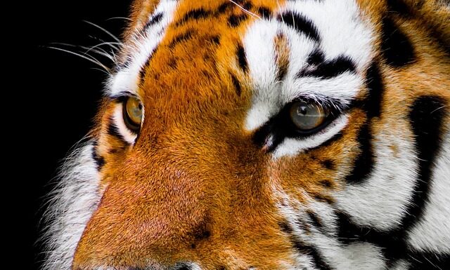 Czy w Polsce można kupić tygrysa?