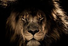 Gdzie można dotknąć lwa? Gdzie można dotknąć lwa?