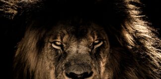 Gdzie można dotknąć lwa?