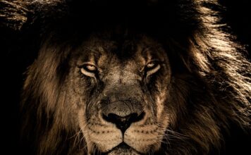 Gdzie można dotknąć lwa?