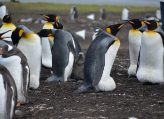 Która z Wysp Kanaryjskich jest najładniejsza?