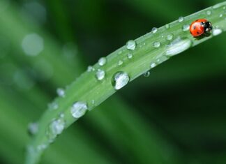 Czy jest Biedronka w Portugalii?