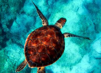 Czy nurkowanie jest drogie?