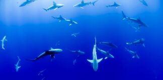 Czy w Zatoce Tajlandzkiej są rekiny?