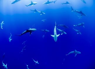 Czy w Zatoce Tajlandzkiej są rekiny?