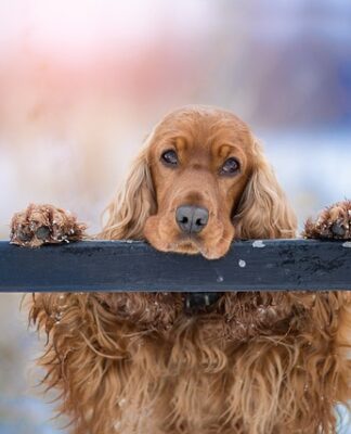 Czy Hiszpan dogada się z Portugalczykiem?