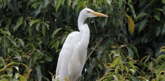 Gdzie najlepiej mieszkać w Portugalii?