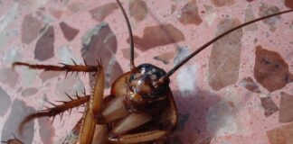 Czy karaluchy gryzą ludzi?