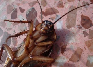 Czy karaluchy gryzą ludzi? Czy karaluchy gryzą ludzi?